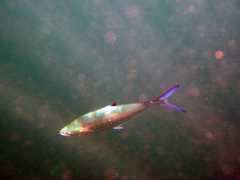 Scomberoides lysan