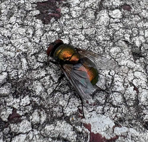 Unknown species found near Broadway, New York, NY, US