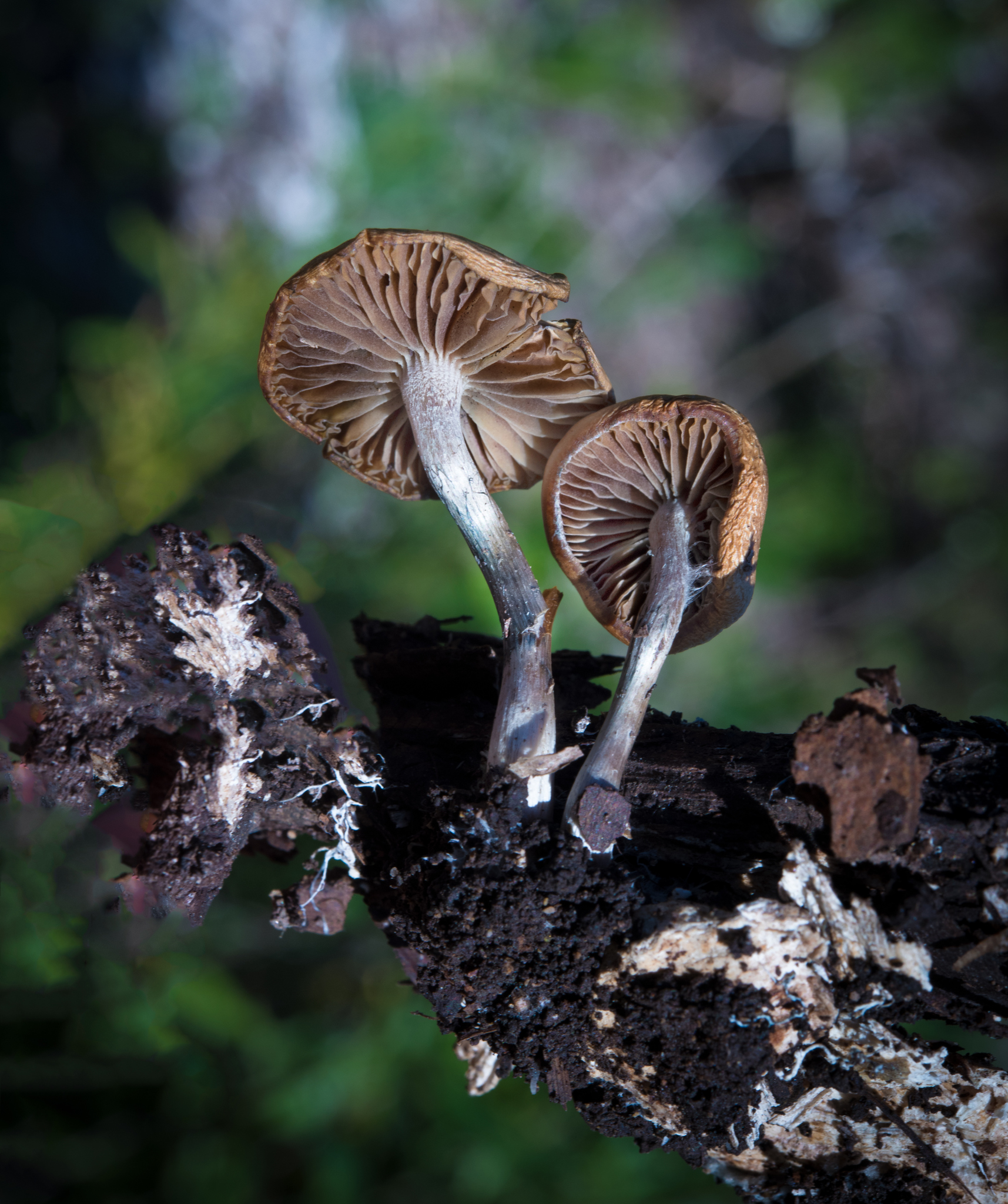 Psilocybe cyanescens image