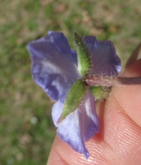 Tradescantia subacaulis