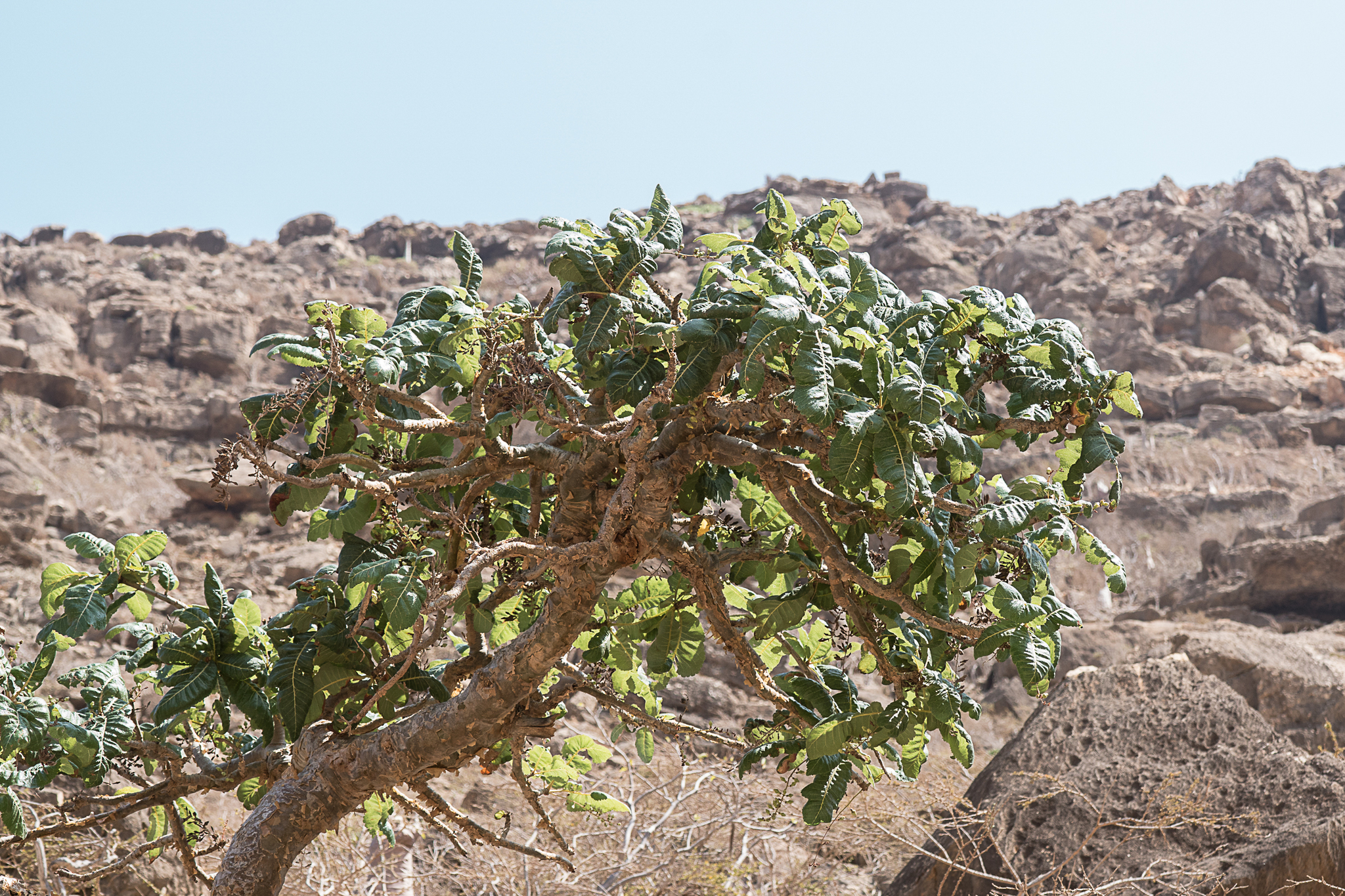 Boswellia popoviana Hepper