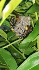 Polistes cinerascens