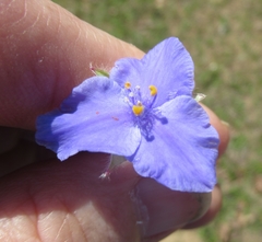 Tradescantia subacaulis