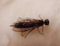 Xiphydria maculata