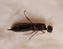 Xiphydria maculata