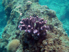 Pocillopora grandis