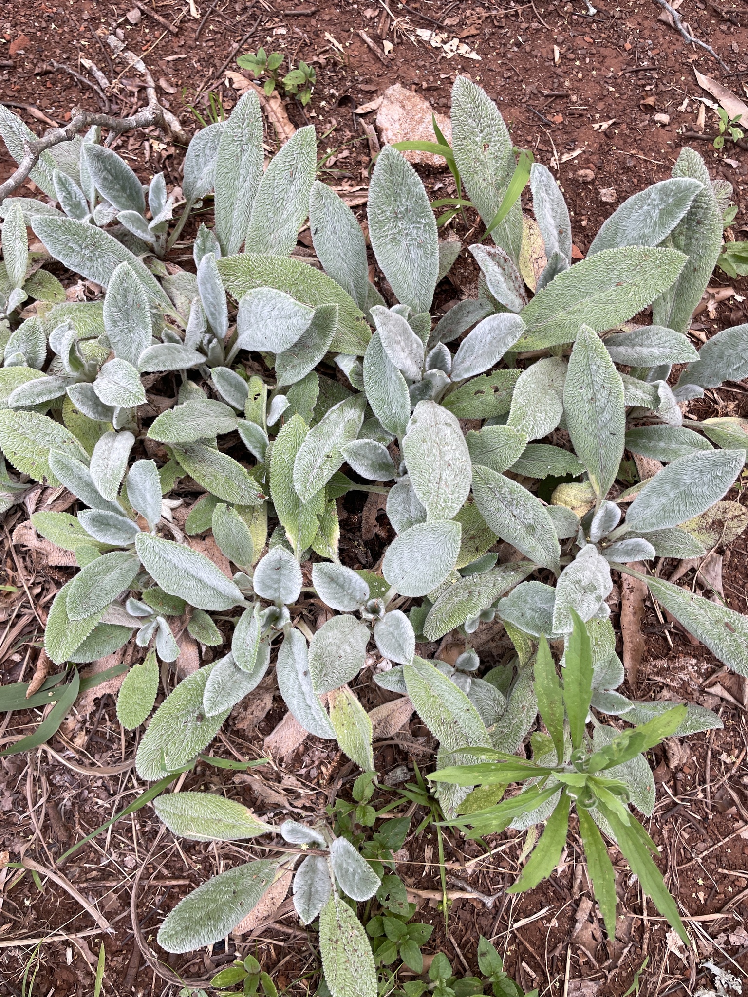 Stachys byzantina
