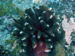 Pocillopora grandis