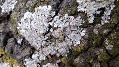 Physcia