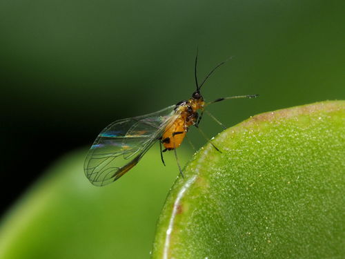Oleander aphid