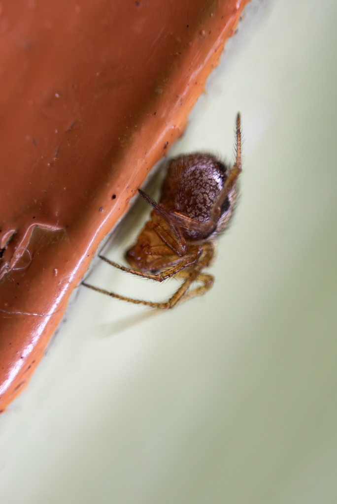 Theridion incanescens