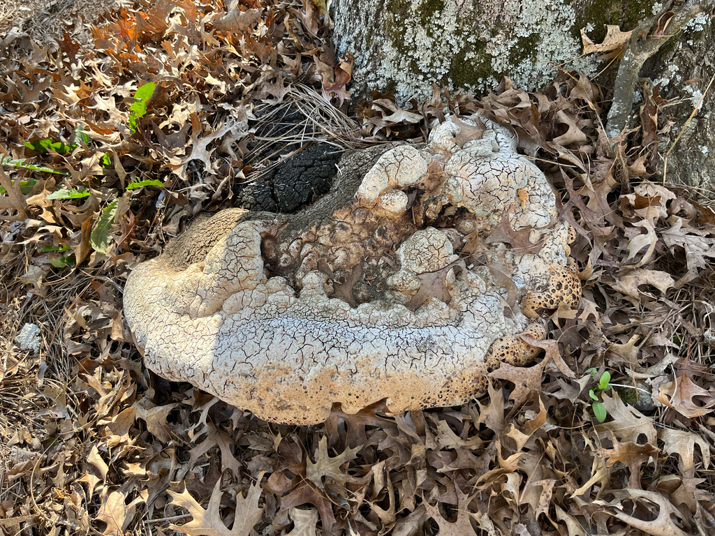 Pseudoinonotus dryadeus · November 2025 · photo: © fireferret28 (iNaturalist, cc0)