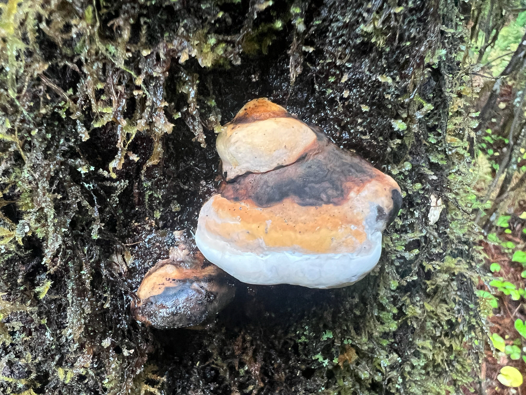 Fomitopsis mounceae · November 2025 · photo: © calibas (iNaturalist, cc0)