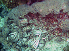 Lobophyllia corymbosa