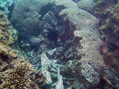 Lobophyllia corymbosa