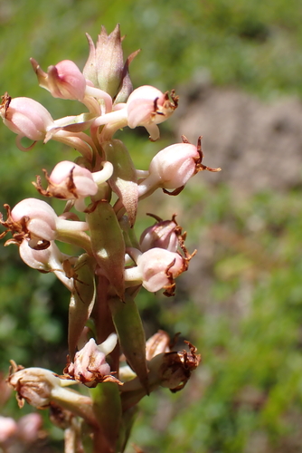 Tongue Satyre (Satyrium ligulatum)
