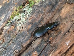 Plocamostethus planiusculus