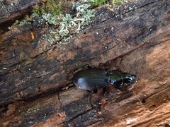 Plocamostethus planiusculus