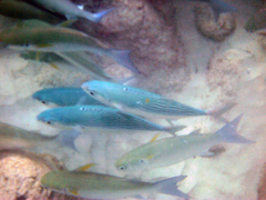 Crenimugil crenilabis