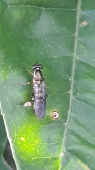 Merosargus
