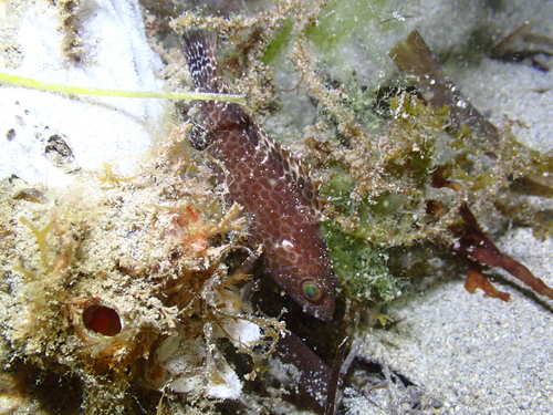 Brownspotted grouper (Epinephelus chlorostigma) — Serranidae — 4