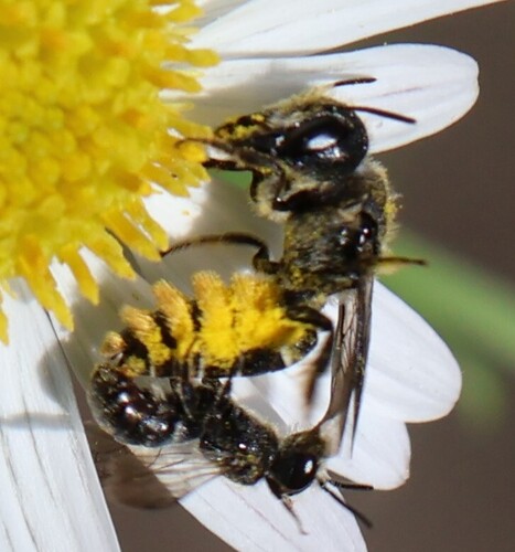 Large-headed Armoured-Resin bee, Wageningen, Nederland, photo 4 of 10