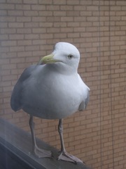 Larus argentatus