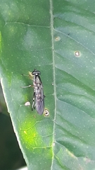 Merosargus