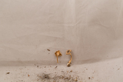 Lactarius griseus