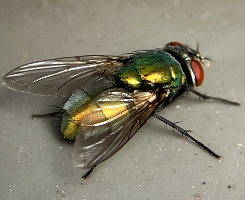 Unknown species found near NE Davis St, Portland, OR, US