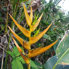 Heliconia librata