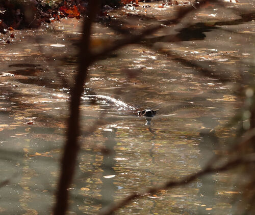North American River Otter photographed in Arkansas