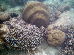 Porites rus