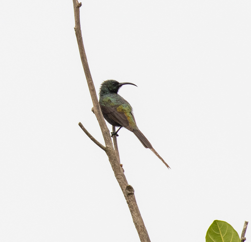 Bronze Sunbird