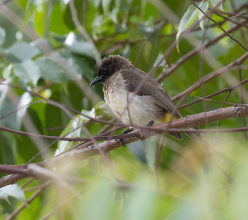 Common Bulbul