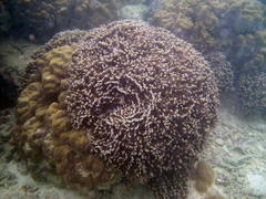 Porites rus