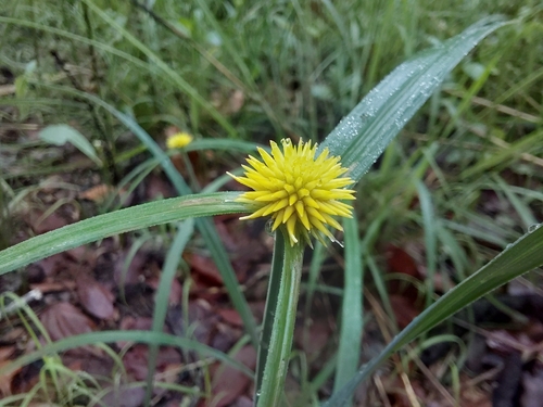 Cyperus rhynchosporoides
