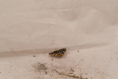 Jackrogersella cohaerens