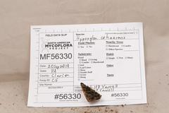 Jackrogersella cohaerens