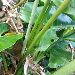 Heliconia librata