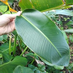 Heliconia librata