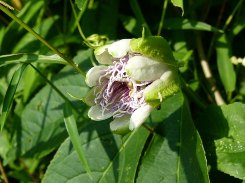 Passion Flower plant photo (Passiflora incarnata)