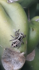 Aphirape misionensis