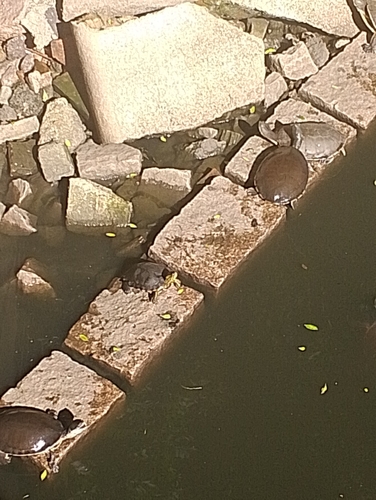 Trachemys dorbigni
