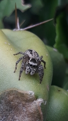 Aphirape misionensis