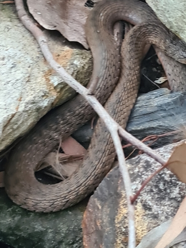 Common keelback sighting