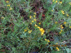 Genista hispanica
