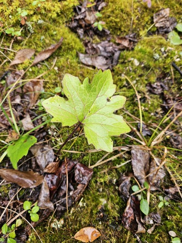 Vine-leaved Coltsfoot