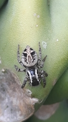 Aphirape misionensis