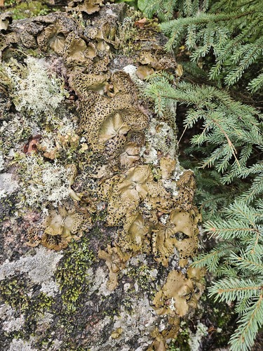 Lesser Rocktripe